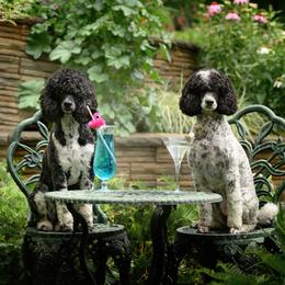 Poodle All Grown Up from Firefly Farm Poodles