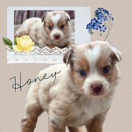 Honey - Red merle female Miniature American Shepherd puppy in Artois, California from Aloe Aussies