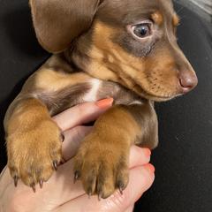 Dachshund Puppies from Rogue River Ranch Doxies