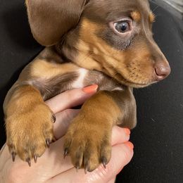 Dachshund Puppies from Rogue River Ranch Doxies