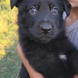 Boy 7 - Black male German Shepherd puppy in Pioneer Junction, Montana from Swede Mountain Shepherds