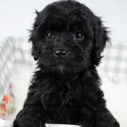 Cavapoos and Cockapoos from Medley Meadows