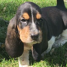 Light Brown - Black brown and white female Basset Hound puppy in Ontario, Oregon from Thunder Ridge Bassets