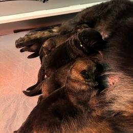 German Shepherd Puppies from FuryHaus German Shepherds