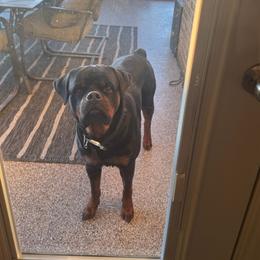 Duke - Black and mahogany male Rottweiler puppy in Humble, Texas from Inexorable Haus Early Rotts
