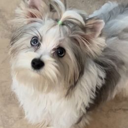Yorkshire Terriers from All Star Yorkies