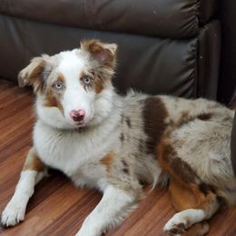 Gus - Miniature Australian Shepherd