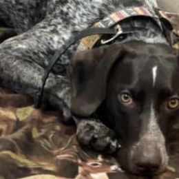 German Shorthaired Pointers from N&R Gsps