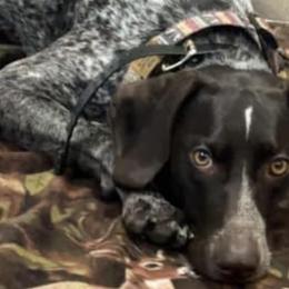 German Shorthaired Pointers from N&R Gsps