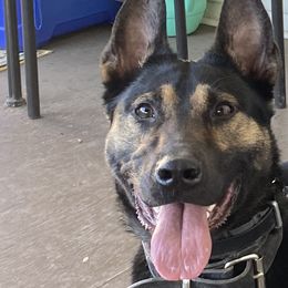 Medusa - Belgian Malinois