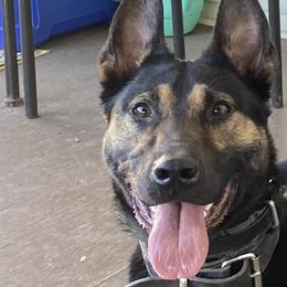 Medusa - Belgian Malinois