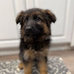 Sophia - Black and red female German Shepherd puppy in Fielding, Utah from Legacy Shepherds