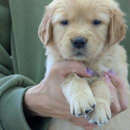 Puppy 2 - Golden male Golden Retriever puppy in San Tan Valley, Arizona from Top Gun Golden Retrievers