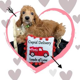 Sleepy - Red  male Poodle puppy in Mongomery, Texas from Celestial Jewels Poodles