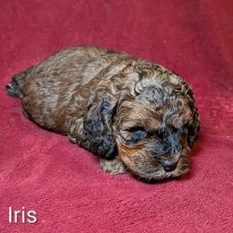 Iris - Brown and tan female Cockapoo puppy in Sunset, Louisiana from Cano Cockapoos