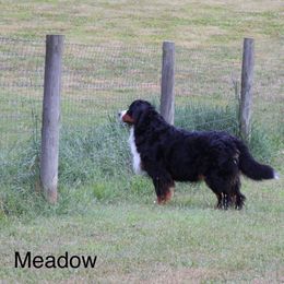Meadow - Bernese Mountain Dog