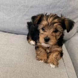 Hunter - Chocolate, tan and white male Yorkshire Terrier puppy in Bear Creek, North Carolina from Lizzy's amazing trios