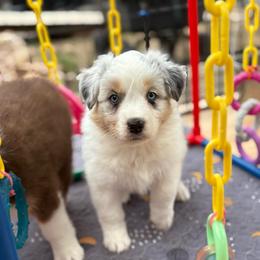 Nola - Blue merle female Australian Shepherd puppy in Coldwater, Michigan from Northern Star Australian Shepherds