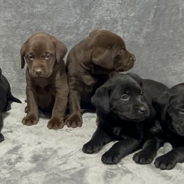 Labrador Retriever Puppies from Clark’s Loyal Labradors