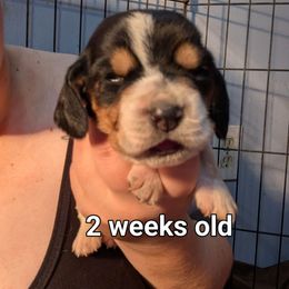 Poppy - Black brown and white female Basset Hound puppy in Cardington, Ohio from Buckeye Bassets 419