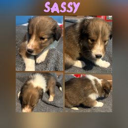 Sassy - Sable and white female Shetland Sheepdog puppy in Pensacola, Florida from Nancy Barger's Siberian Huskies