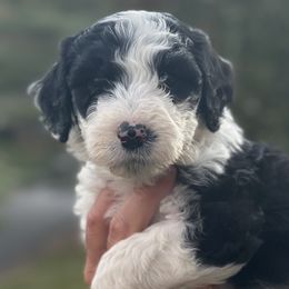 Yellow Girl - Black and white Sheepadoodle puppy in Bristol, Tennessee from East Tennessee Sheepadoodles