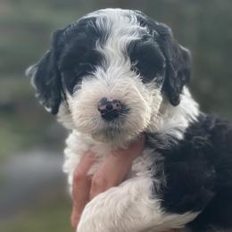 Yellow Girl - Black and white Sheepadoodle puppy in Bristol, Tennessee from East Tennessee Sheepadoodles
