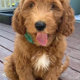 Bernedoodle and Goldendoodle Puppies from Saratoga Goldendoodles