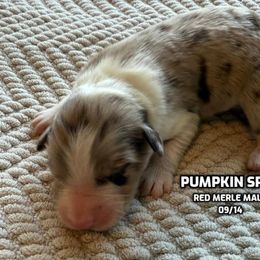 Pumpkin Spice - Red merle male Australian Shepherd puppy in Bethlehem, Connecticut from Montanna Sage LLC