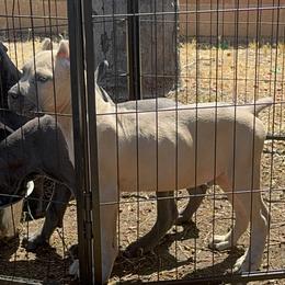 Cane Corso Puppies from Giosci Cane Corso