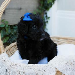 Ani - Black female Goldendoodle puppy in Yucaipa, California from Golden Padawan Puppies