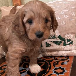 Purple collar girl - Apricot female Goldendoodle puppy in Fairfield, California from Twin Sisters Doodles