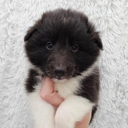 Biscayne - Black and white male Shetland Sheepdog puppy in Central City, Kentucky from Hope's Heart Shelties