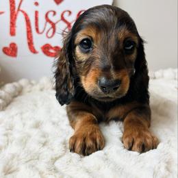 Zola 3200 - Red female Dachshund puppy in Sylvania, Alabama from Yancey’s Doxies