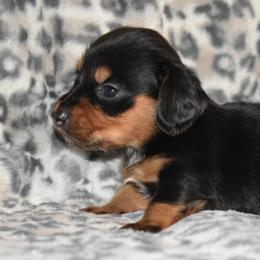 Angel - Black and tan female Dachshund puppy in Texas from Sparkles & Spurs Mini Dachshunds