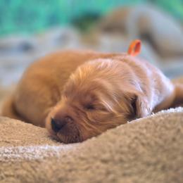 Orange - Dark golden male Golden Retriever puppy in Taft, Tennessee from McGraw's Fetching Pups