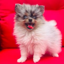 Waffles (Blue and Tan Merle Parti Male) - Blue merle male Pomeranian puppy in Buck Valley, Pennsylvania from Buck Valley Pomeranians
