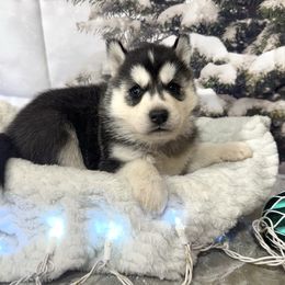Holly - Black and white female Siberian Husky puppy in Vail, Iowa from Homegrown Huskies