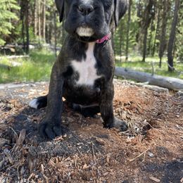 Nova - Brindle female Boxer puppy in Marion, Montana from Serendipity's European Boxers