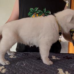 Ask the Chief AndeliVjecnosti Yellow Girl - White female Berger Blanc Suisse puppy in Wisconsin from Andeli vjecnosti