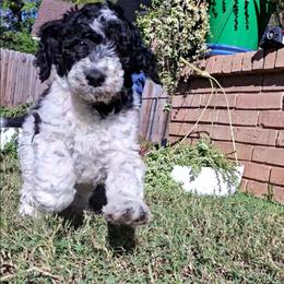Purple boy - Parti male Labradoodle puppy in San Antonio, Texas from Multigenerational Labradoodles of Central TX