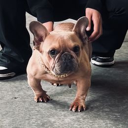 Goal-D - French Bulldog