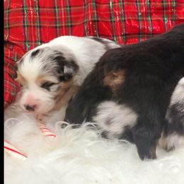 Australian Shepherd Puppies from Winsome Aussies