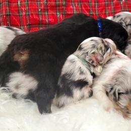 Australian Shepherd Puppies from Winsome Aussies