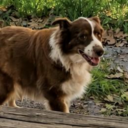 Maggie - Australian Shepherd