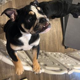 Bulldog Puppies from BUBBABULL