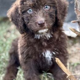 Smith - Chocolate female Labradoodle puppy in Kingston, Georgia from CC Familydoodles