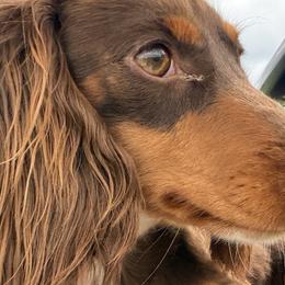 Dachshunds from Rockin F6 Dachshunds