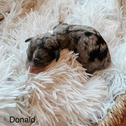 Donald - Blue merle male Aussiedoodle puppy in Tryon, North Carolina from Melrose Mountain Farm