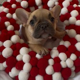 Amber - Fawn female French Bulldog puppy in Cañon City, Colorado from Terri Geiser-Gilchrist